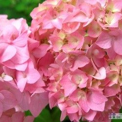 Kalinolisté(Macrophylla)