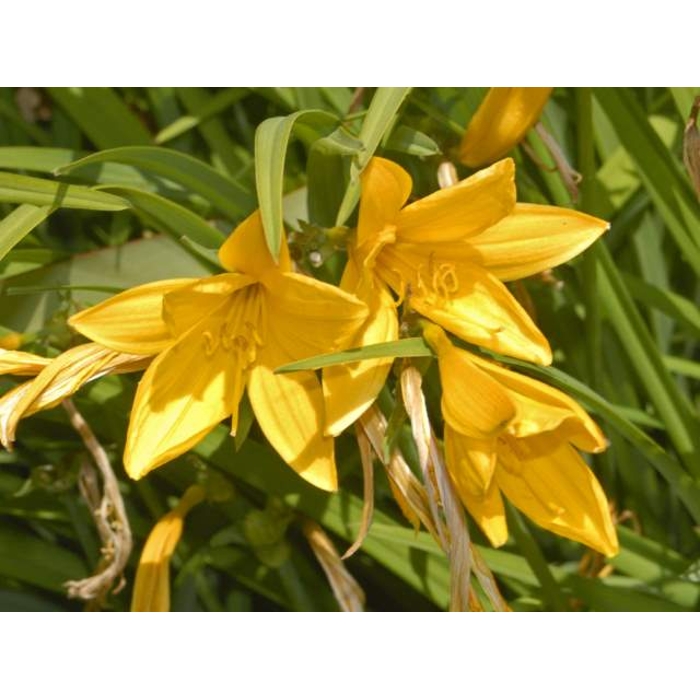 Ľaliovka – Hemerocallis citrina MIX farieb P11