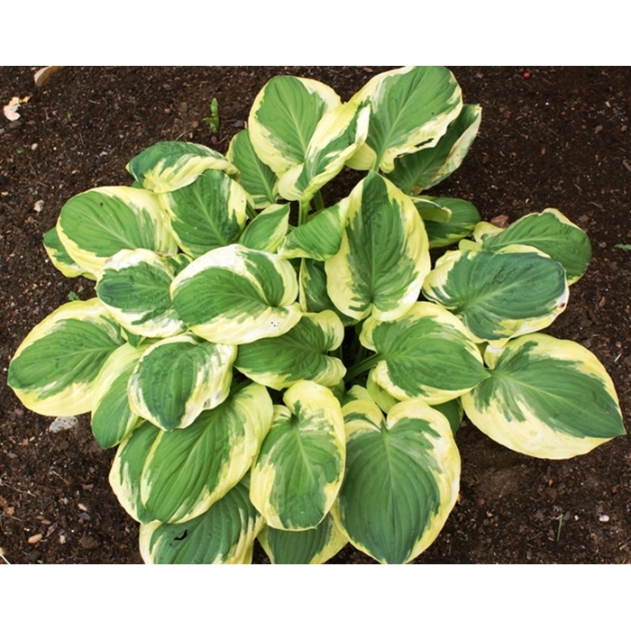 Funkia - Hosta ´Carnival´  P14