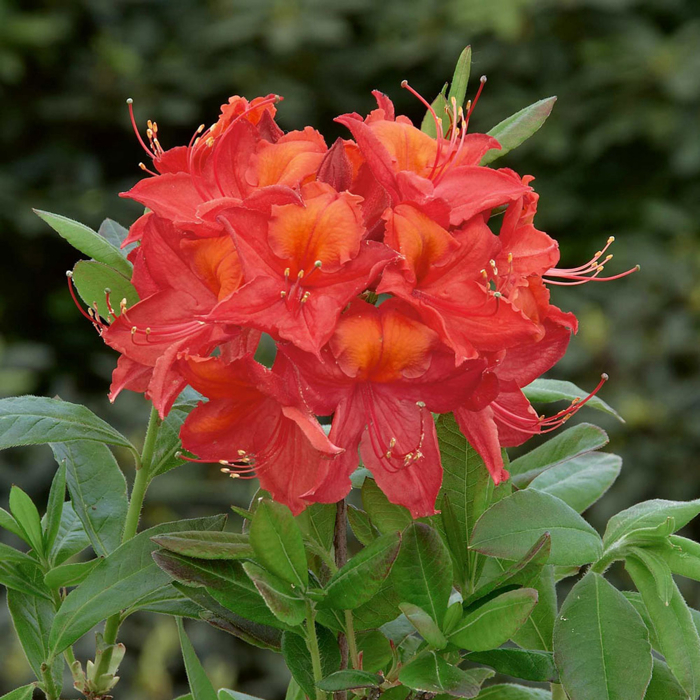 Azalka veľkokvetá - Azalea Knaphill ´Fireball´ 40/50