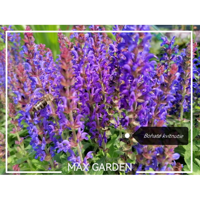 Salvia nemorosa ´Deep blue´ P17
