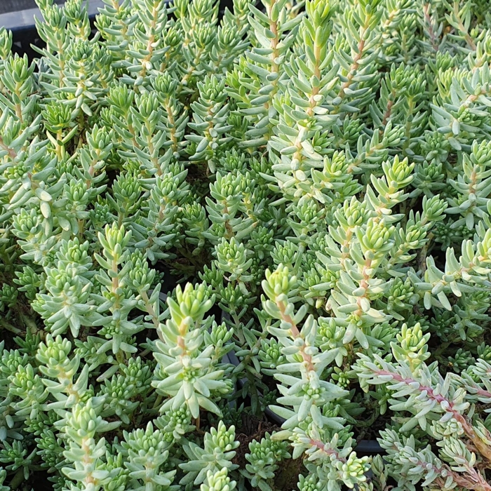 Sedum pachyclados P13