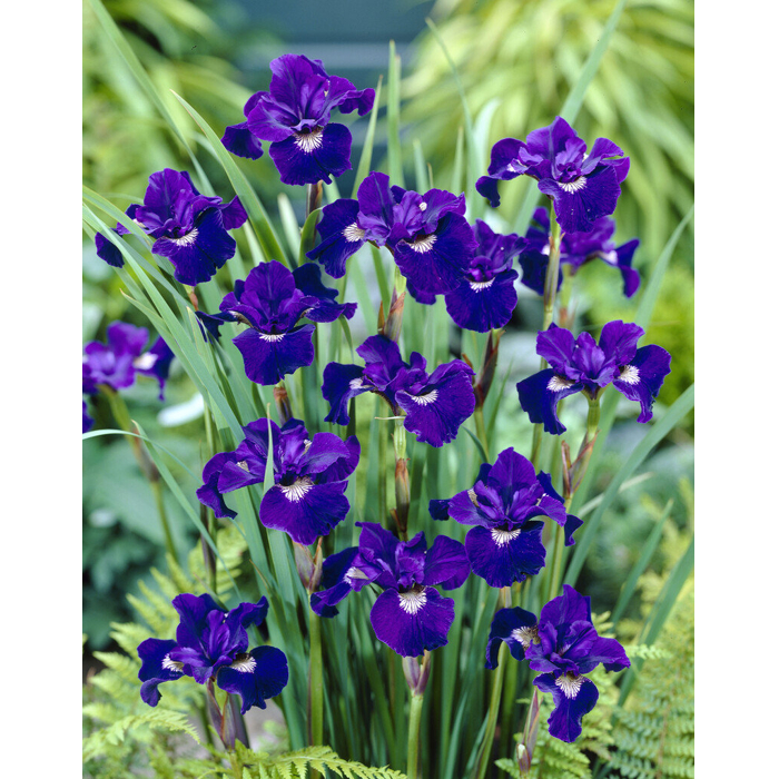 Iris sibirica - MIX farieb P11 10/15