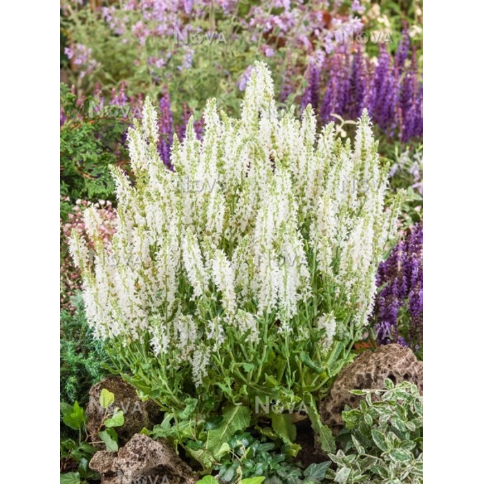 Salvia nemorosa Shneehügel