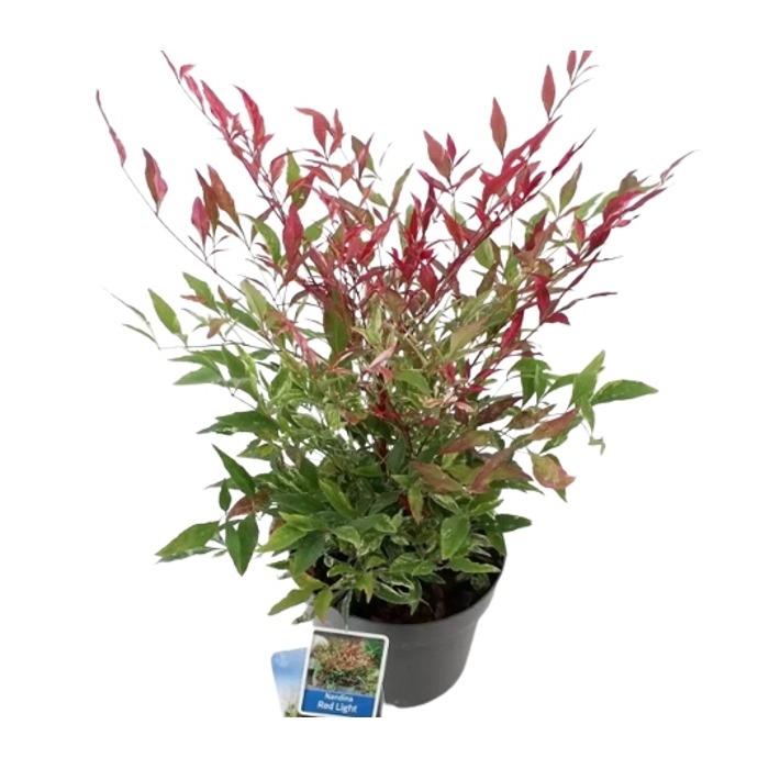 Bambus nebeský - Nandina domestica ´Obseseed´ Co7/10L