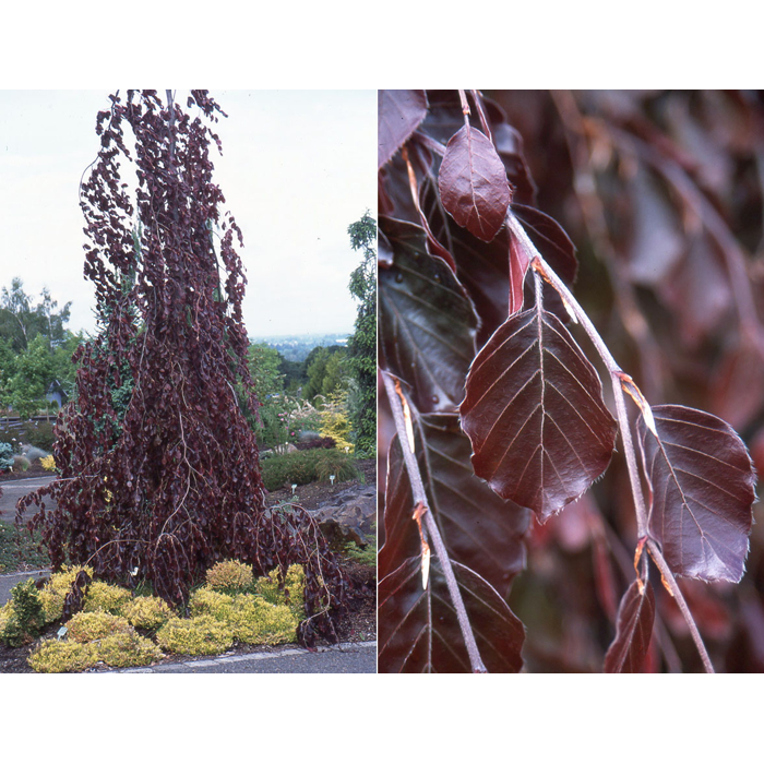 Fagus sylvatica ´Purpurea pendula´ Co35L km200 10/12