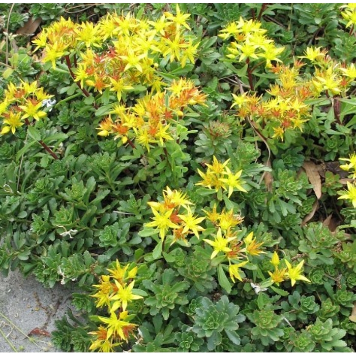 Sedum cauticola ‘Lidakense’