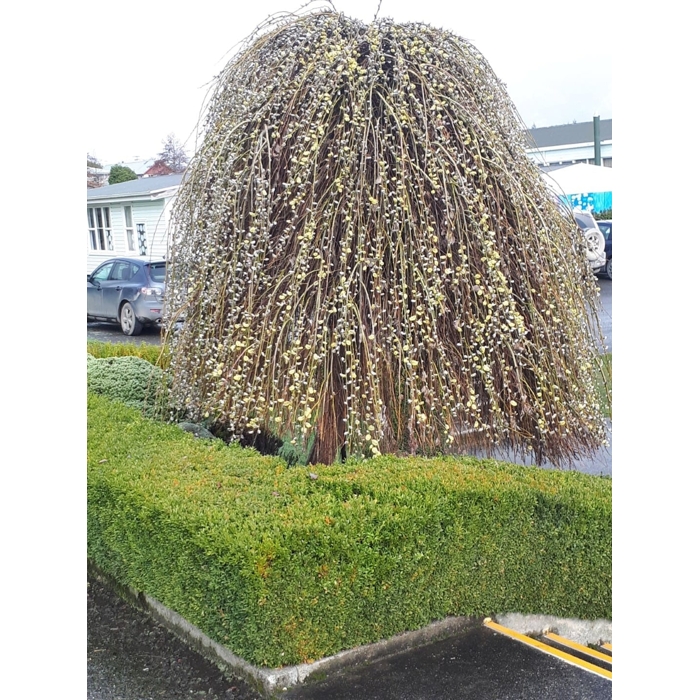 Vŕba rakytová - Salix caprea Kilmarnock Pendula  Co5L KM120