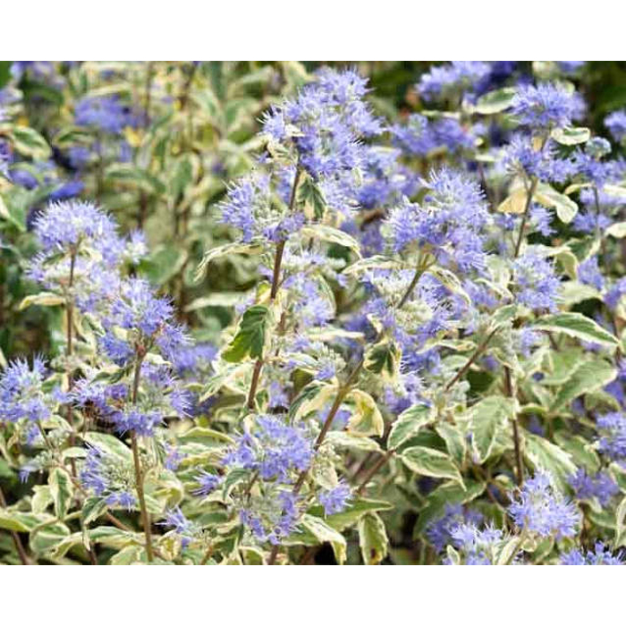 Caryopteris x clandonensis 'White Surprise'  Veľkosť: 20-30 , K2,5