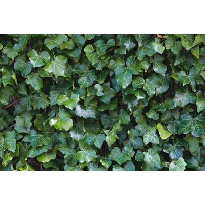 Brečtan popínavý  - Hedera helix ´Hibernica´ V9 40/50