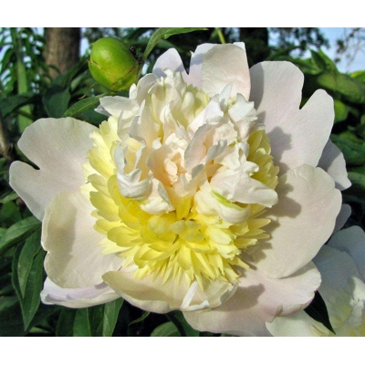 Pivonka čínska - Paeonia lactiflora 'Primev?re'  Veľkosť: BS ,  P11