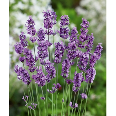 Levanduľa úzkolistá - Lavandula angustifolia ´Munstead´ Co1,5L 15/+