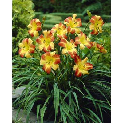 Ľaliovka – Hemerocallis Frans Hals