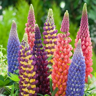 Lupínia mnoholistá - Lupinus polyphyllus - MIX farieb  Co11
