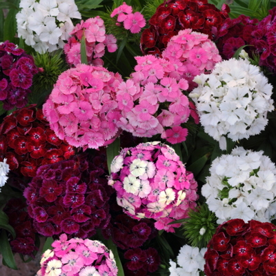 Dianthus barbatus 'Barbarini Formula Mix'