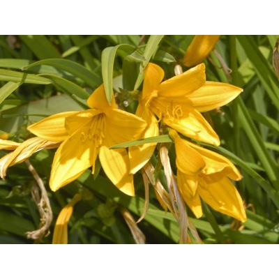 Ľaliovka – Hemerocallis citrina MIX farieb P11