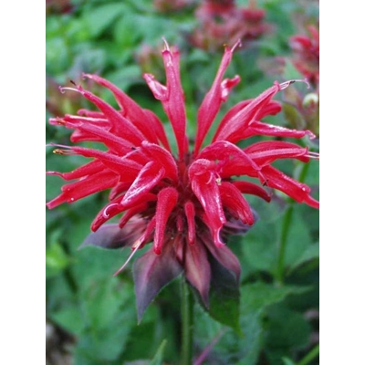 Monarda x hybrida 'Cambridge Scarlet' Co1L