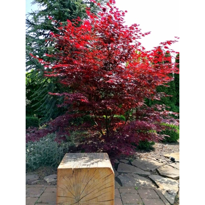 Javor dlaňolistý  - Acer palmatum 'Fireglow'  125/150