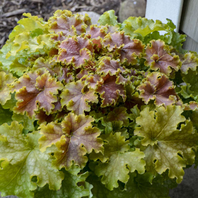 Heuchera  ’Apple Twist´ P13  5/10