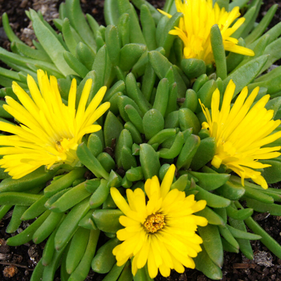 Delosperma ´Gold Nugget´ Co1L