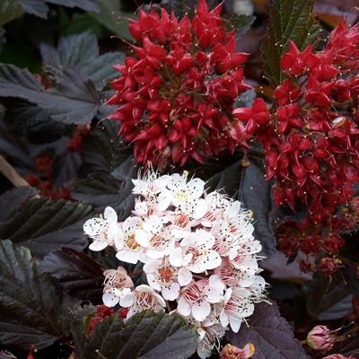 Tavoľa kalinolistá  - Physocarpus opulifolius ´Red Baron´ Co13