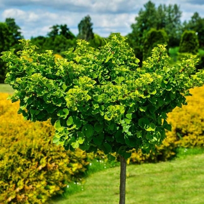 Ginko dvojlaločné - Ginko biloba ´Marieke´ 1/2 kmeň