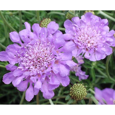 Scabiosa columbaria ´Butterfly blue´ Co5L
