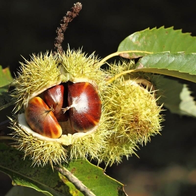Gaštan jedlý - Castanea sativa Co35L 10/12 250/300