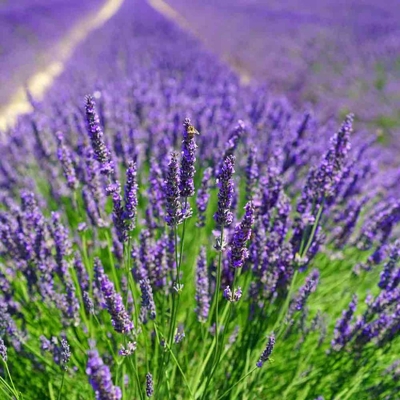 Levanduľa úzkolistá  -  Lavandula angustifolia 'Hidcote Blue'  P14  15/20