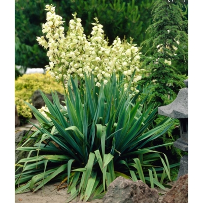 Yucca filamentosa  Co14  20/30