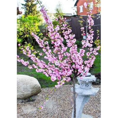 Mandľa okrasná - Prunus triloba Co5L KM80