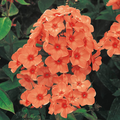 Flox metlinatý - Phlox paniculata ´Orange Perfection´ Co14