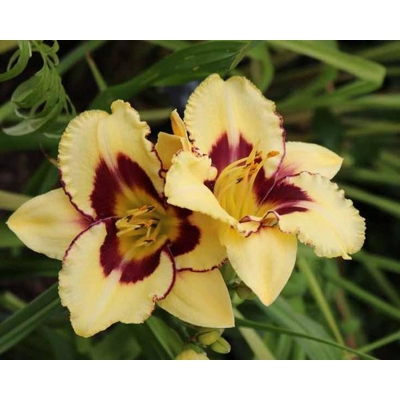 Ľaliovka – Hemerocallis ´El Desperado´ Co14