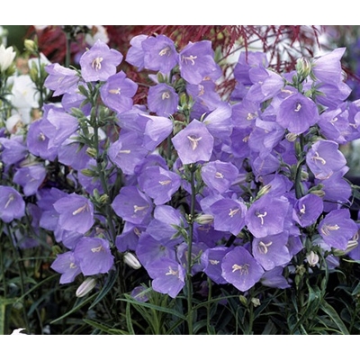 Campanula ´Takion Blue´ Co1,5L
