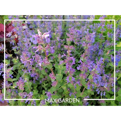 Nepeta faasseni Co1.5L