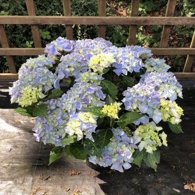 Hortenzia kalinolistá - Hydrangea macrophylla ´River Blue´ Co5L  25/30