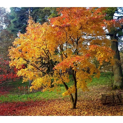 Javor dlaňolistý - Acer palmatum 'Orange Dream'  Co6L 50/60