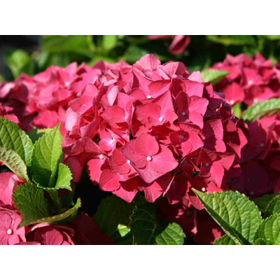 Hortenzia kalinolistá - Hydrangea macrophylla ´Red Baron´ Co5L 30/40
