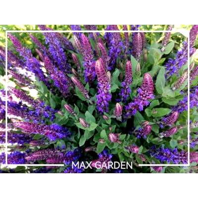 Salvia nemorosa ´Deep blue´ P12