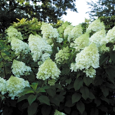 Hortenzia metlinatá - Hydrangea Paniculata Silver Dollar' Co2L
