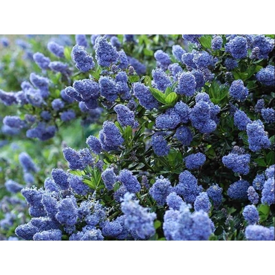 Ceanothus thyrsiflorus 'Repens' Co5L