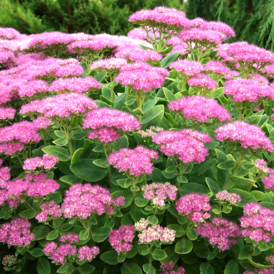 Sedum spectabile ´Brillant´ K9