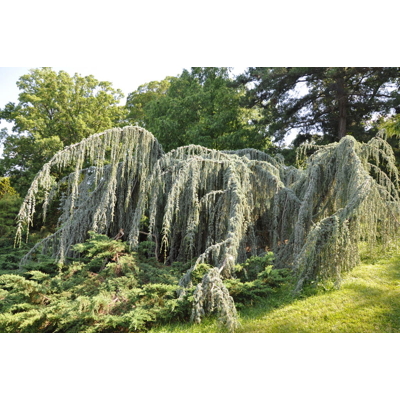 Céder atlaský - Cedrus atlantica 'Glauca Pendula' Co90L 300/350