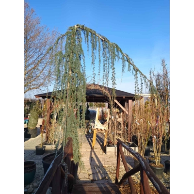 Céder himalájsky 'Pendula' - Cedrus deodara 'Pendula'  Co50L  200/250
