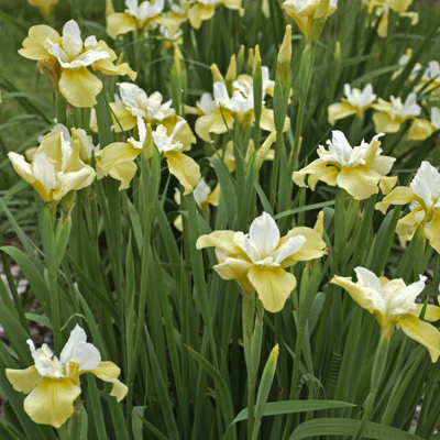 Iris sibirica - MIX farieb P11 10/15