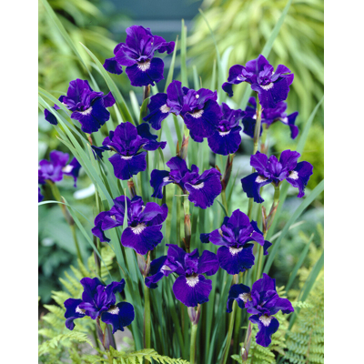 Iris sibirica - MIX farieb P11 10/15