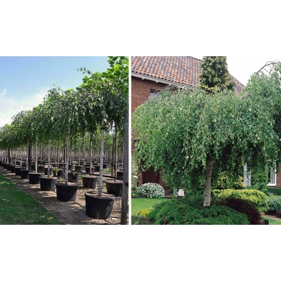 Breza previsnutá - Betula pendula ´Youngii´ Co18L 3/4 kmeň