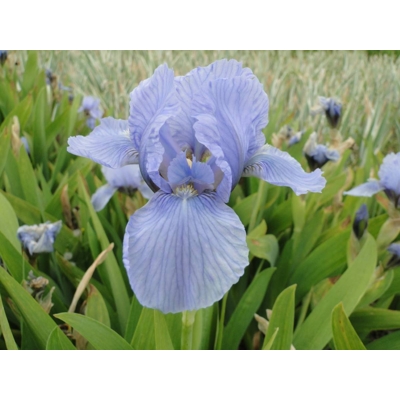 Iris germanica ´Golden Apple´ Co11 10/15