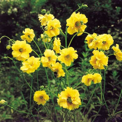 Kuklík - Geum ´Pretticoats Peach´ Co15