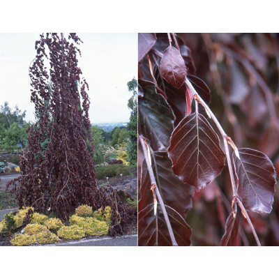 Fagus sylvatica ´Purpurea pendula´ Co35L km200 10/12